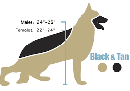 The American Line German Shepherd Height And Weight