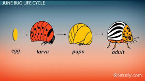 June Bug Facts Life Cycle