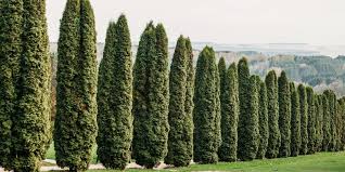 14 Tall Skinny Columnar Trees