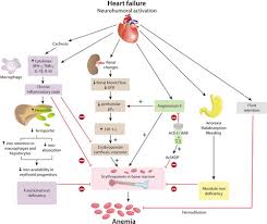 Anemia And Iron Deficiency In Heart Failure Circulation