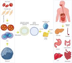applications of human organoids in the