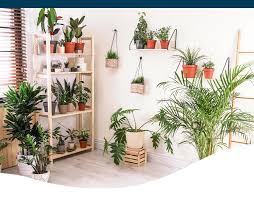 making your own green houseplant wall