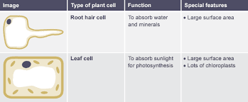 Plant cells, the nucleus usually lies near the periphery due to vacuole whereas nucleus present near the centre in animal cells. Table Comparing Function And Features Of Root Hair Cell And Leaf Cell Plant Cell Functions Biology Revision Cell Theory
