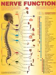 Nerve System Chart Lamb Chiropractic