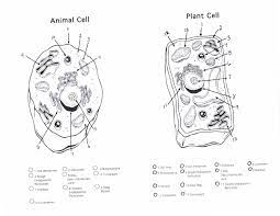 How are plant cells and animal cells similar and different? Dr Gayden S Science Class April 2010 Animal Cells Worksheet Cells Worksheet Plant And Animal Cells