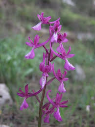 Orchis anatolica - Wikipedia