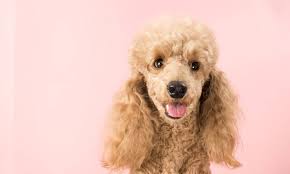 10 simple steps to grooming your poodle