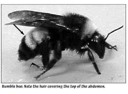 What do bumble bees look like? Carpenter Bees Do Carpenter Bees Have A Stinger