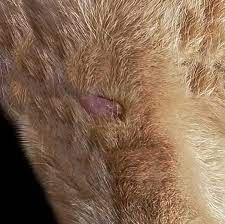 cat warts with pictures causes and