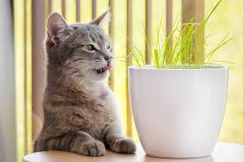 Plants Toxic To Cats And Or Dogs