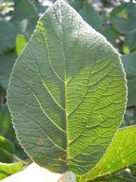 explain tulsi leaf venation