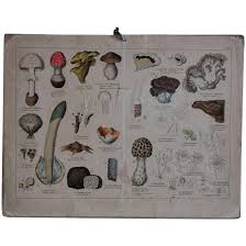 19th Century Engraved Lithograph Print Mushroom Fungi Identification Chart Antique German Natural History School Biology Teaching Card