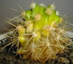 In fact, they are the best plant if you are a hands off type of gardener. Full Guide On Cactus Diseases Pests And Treatments Terrarium Planting Guide