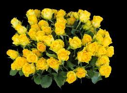 20 yellow roses images free image