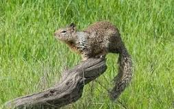 Image result for rat trap for ground squirrels