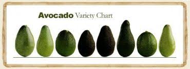 Avocado Variety Chart Avocado Avocado Varieties Avocado