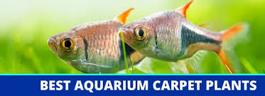 top 5 best aquarium carpet plants and