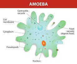 However, plant cells contain a number of extracellular components not found in animal cells. Structure Of An Amoeba Proteus Amoeba Unicellular Animal With Pseudopods That L Ad Amoeba Unicellular Animal Struct Amoeba Diagram Anatomy Lab Life