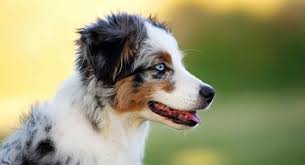 Mini Australian Shepherd Is This The Perfect Little Farm