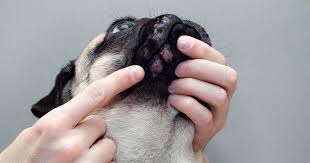 9 common skin problems that your dog or