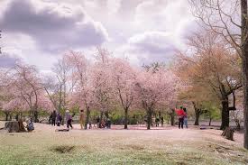 Memang liburan ke luar negeri membutuhkan dana yang relatif tidak sedikit. Wisata Jogja Bunga Sakura Paling Trending Gerai News