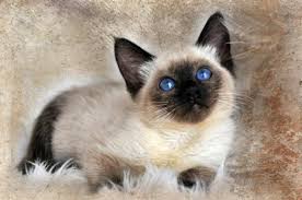 Traditional siamese kitten breeder, traditional old style siamese kittens for sale. Apple Head Traditional Style Siamese Balinese Kittens For Sale For Sale In Fairfield California Classified Americanlisted Com