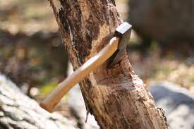 Timbeerrr! How to Fell A Tree with an Ax - American Outdoor Guide