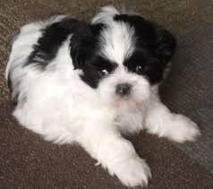 We did not find results for: Shih Tzu Puppies For Adoption For Sale In Virginia Beach Virginia Classified Americanlisted Com