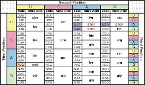 The Chart Below Matches Messenger Rna Codons With Amino