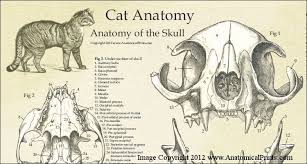 Cat Feline Skull Anatomy Laminated Poster Wall Chart 17 X 22