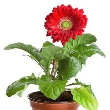 Check spelling or type a new query. Easy Flowers To Grow Indoors A Useful Guide For Indoor Gardening