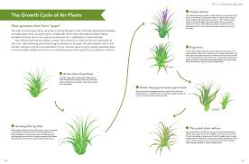 Their main disadvantage lies in the fact that their location depends on a number of factors. Amazon Com Living With Air Plants A Beginner S Guide To Growing And Displaying Tillandsia 9780804851046 Kashima Protoleaf Yoshiharu Matsuda Brocante Yukihiro Books