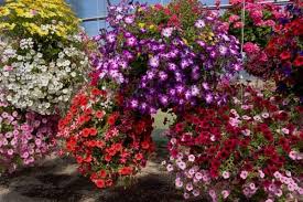 Before we discuss shade tolerant annual flowers for your garden, we shall first look into the definition of shade. 10 Best Trailing Annual Flowers Urban Garden Gal