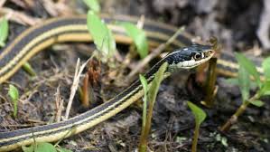 Garden snakes are found throughout north america and are one of the most common types of snakes. How To Get Rid Of Snakes And Keep Them Away This Old House