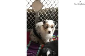 Click here to view australian shepherd dogs in oregon for adoption. Australian Shepherd Puppy For Sale Near Eugene Oregon 8e700943 D6c1