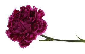 Meanings Of Carnation Flowers Of Different Colors Just