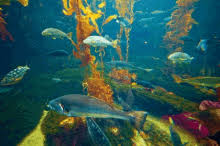 animated fish aquarium gifs tenor