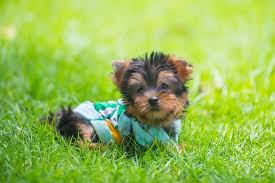 teacup yorkie and what to look