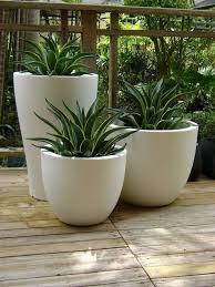 potted plants outdoor patio plants