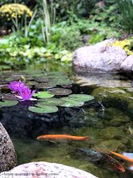 Beauty And Serenity Of A Garden Pond