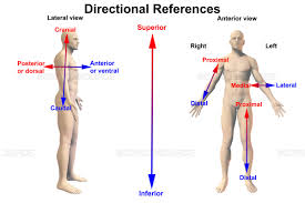 Image result for anatomical position image