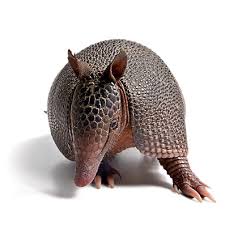 armadillo facts learn about