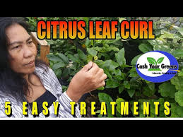 citrus leaf curl 5 reason why how