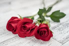 romantic red rose picture and hd photos