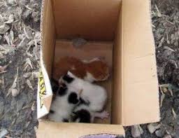 abandoned kitten or litter