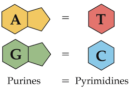 「purines and pyrimidines」的圖片搜尋結果