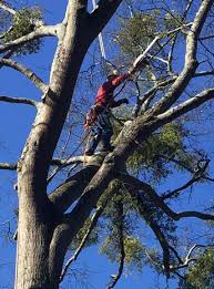 I had 4 trees removed in lawrenceville, ez out tree service was great. Best Dunwoody Ga Tree Services Near Me Free Estimate 404 220 9963 Emergency Tree Removal And Cutting Services
