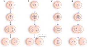mosaicism formation a normal mitotic