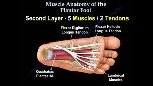 They act collectively to stabilise the arches of the foot, and individually to control movement of the digits. Muscle Anatomy Of The Plantar Foot Everything You Need To Know Dr Nabil Ebraheim Youtube