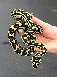 carpet python